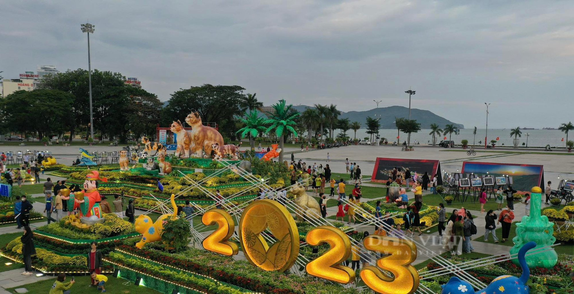 Cận cảnh linh vật 9 thành viên gia đình mèo đón Tết Quý Mão tại Bình Định - Ảnh 3.