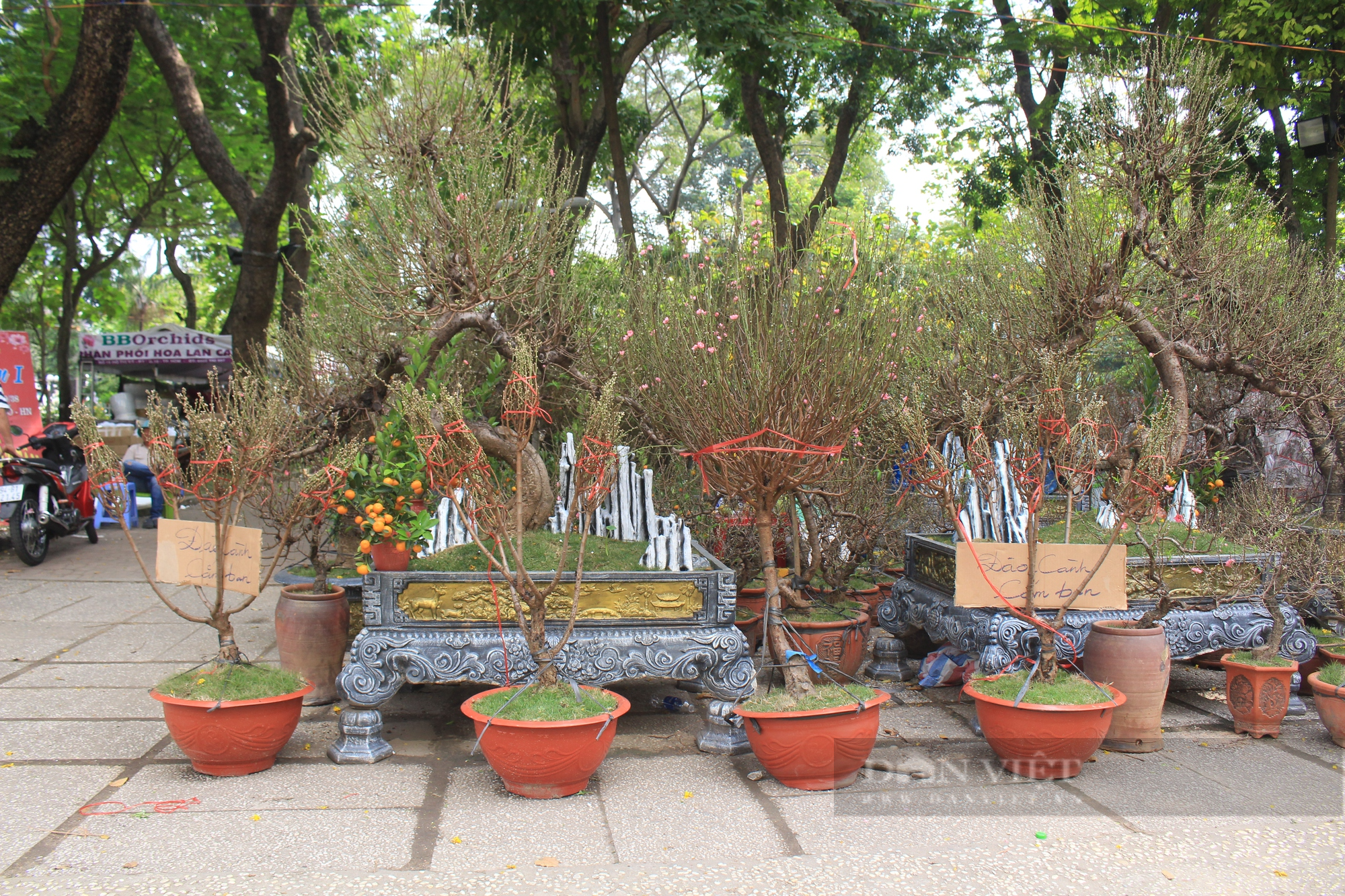 ẢNH: Hoa kiểng vừa xuống chợ hoa xuân, người Sài Gòn rinh về chơi Tết sớm - Ảnh 2.