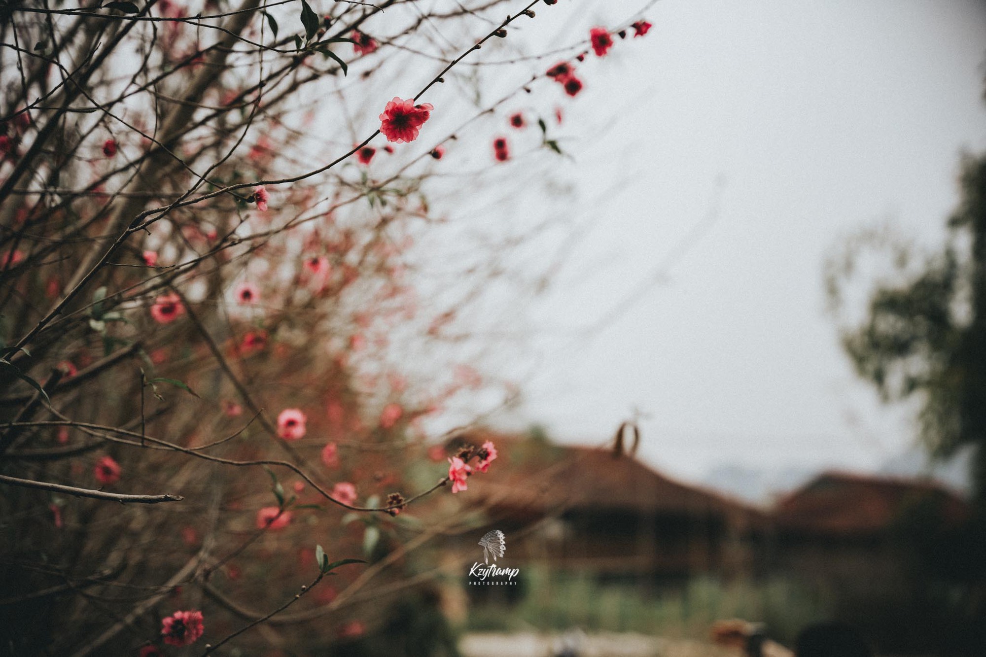 Xuân về, lên xứ Lạng ngắm sắc đào phai - Ảnh 4.