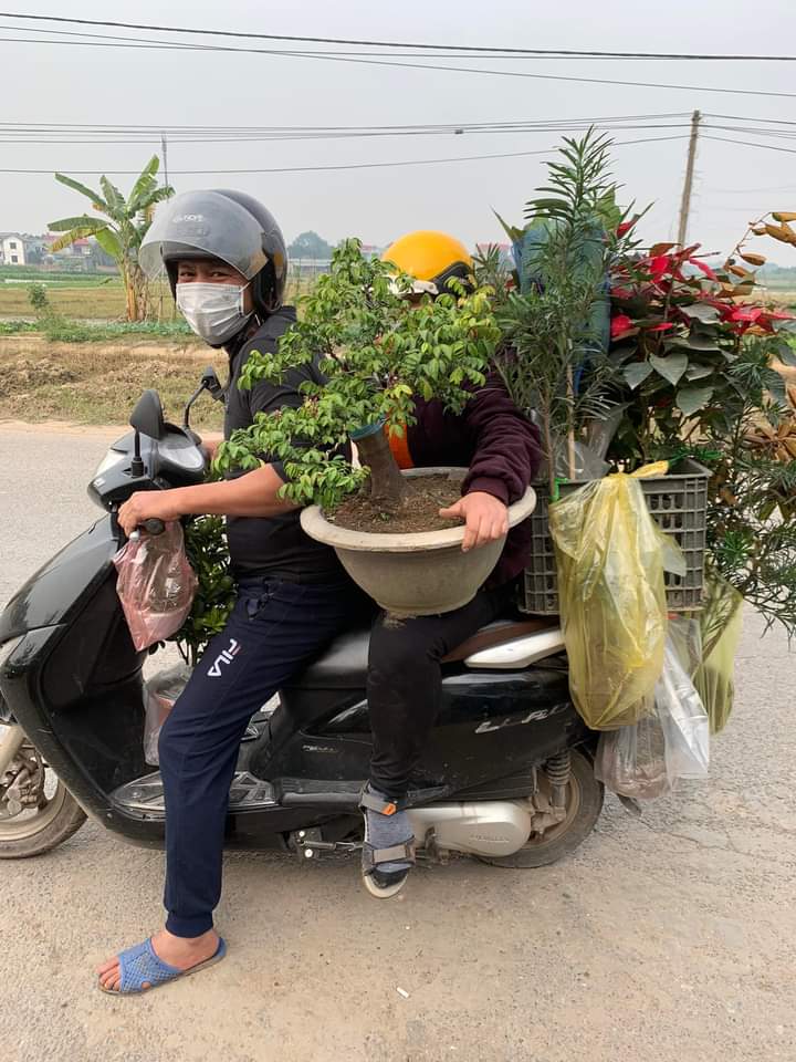 Mua hoa, cây cảnh Tết có vội vàng cũng nên nhẹ nhàng kẻo dính bẫy &quot;hoa cài, quả cắm&quot; mang bực vào nhà - Ảnh 4.