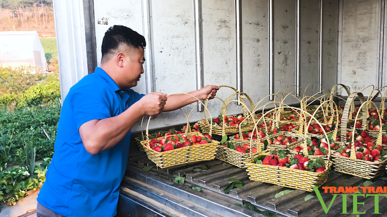 Mai Sơn: Điểm sáng trong phát triển kinh tế nông nghiệp - Ảnh 4.