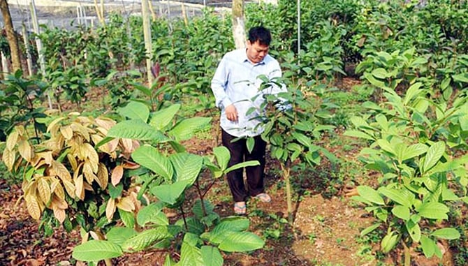 10 loại cây gỗ lớn, 11 loại cây dược liệu ở Vĩnh Phúc được hỗ trợ trồng năm 2023, đó là những loại cây gì? - Ảnh 1.