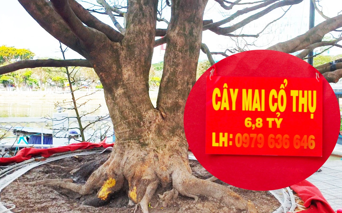 Cây mai vàng rao bán 6,8 tỉ đồng tại chợ hoa xuân An Giang, chi tiết, cận cảnh khiến dân chơi trầm trồ