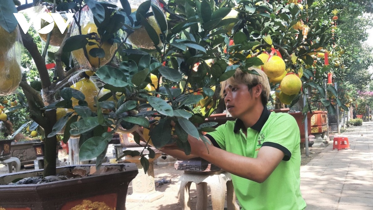 Hoa kiểng miền Bắc đưa vào TP.HCM giảm do ngại sức mua kém - Ảnh 2.