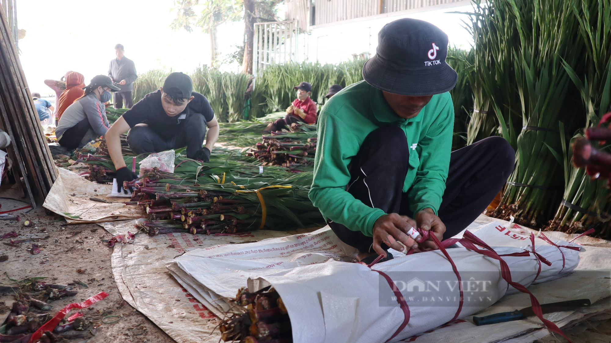 Vựa hoa lay ơn lớn nhất nước tấp nập những ngày cuối năm - Ảnh 9.