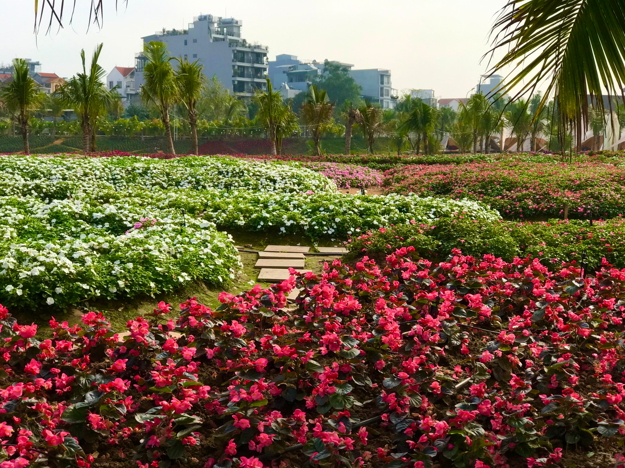 Sắc hoa nở rực trên con đường hoa sầm uất nhất Hà Nội - Ảnh 10.