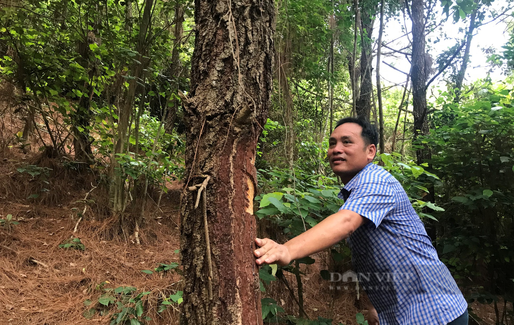 Năm mới nghe những nông dân sản xuất kinh doanh giỏi ở Nghệ An kể cách làm giàu - Ảnh 6.