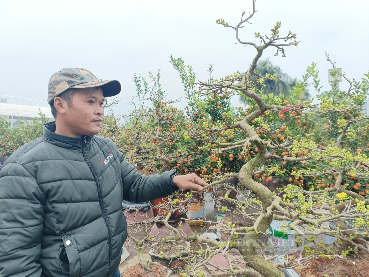 Mai vàng Bình Định, Phú Yên đổ bộ ra Thủ đô, tiểu thương &quot;méo mặt&quot; vì lo ế cả trăm chậu mai - Ảnh 3.