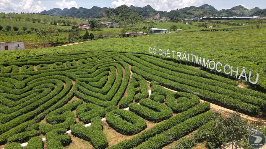 Top những địa điểm ngắm hoa, check in nổi tiếng trong ngày du Xuân - Ảnh 5.