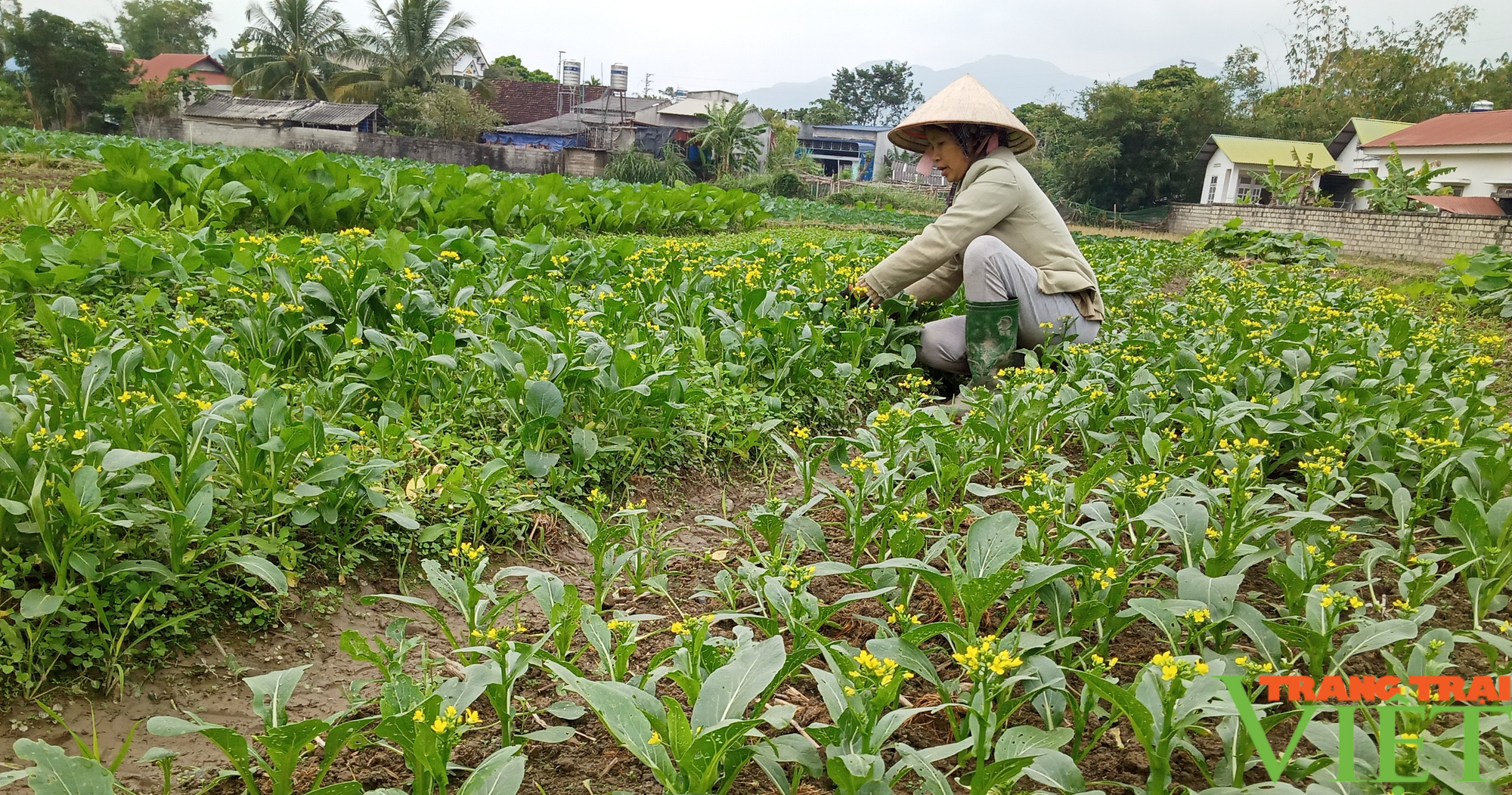 Nông dân Phù Yên (Sơn La) sẵn sàng nguồn rau xanh phục vụ Tết - Ảnh 3.