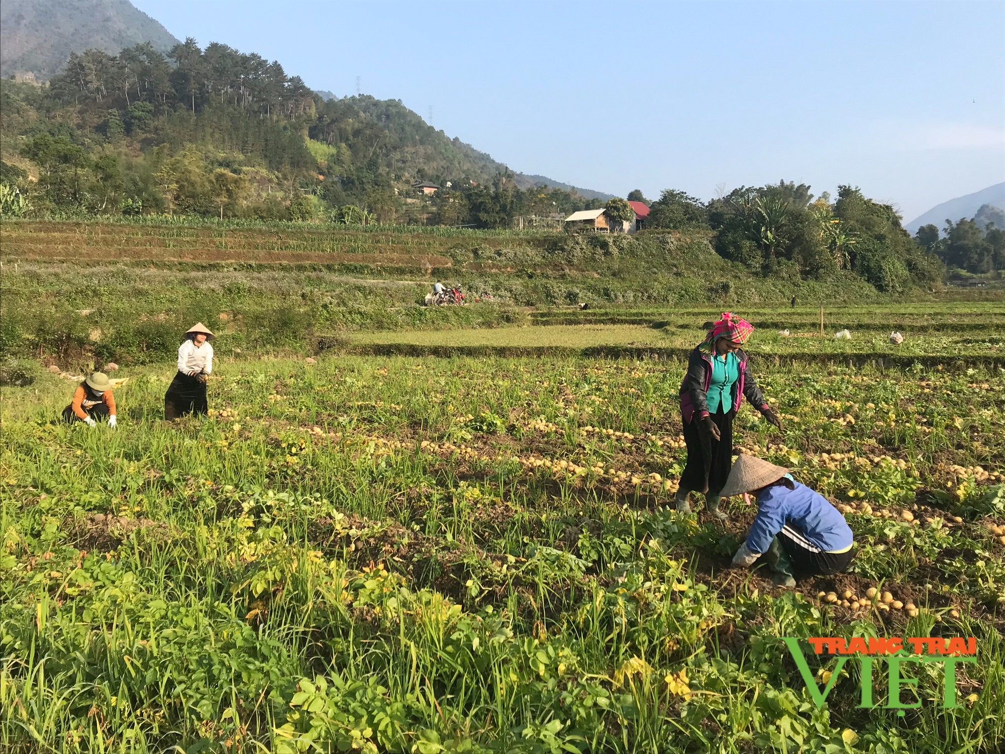 Hiệu quả mô hình liên kết sản xuất – tiêu thụ khoai tây vụ đông - Ảnh 1. Hiệu quả mô hình liên kết sản xuất – tiêu thụ khoai tây vụ đông - Ảnh 1.
