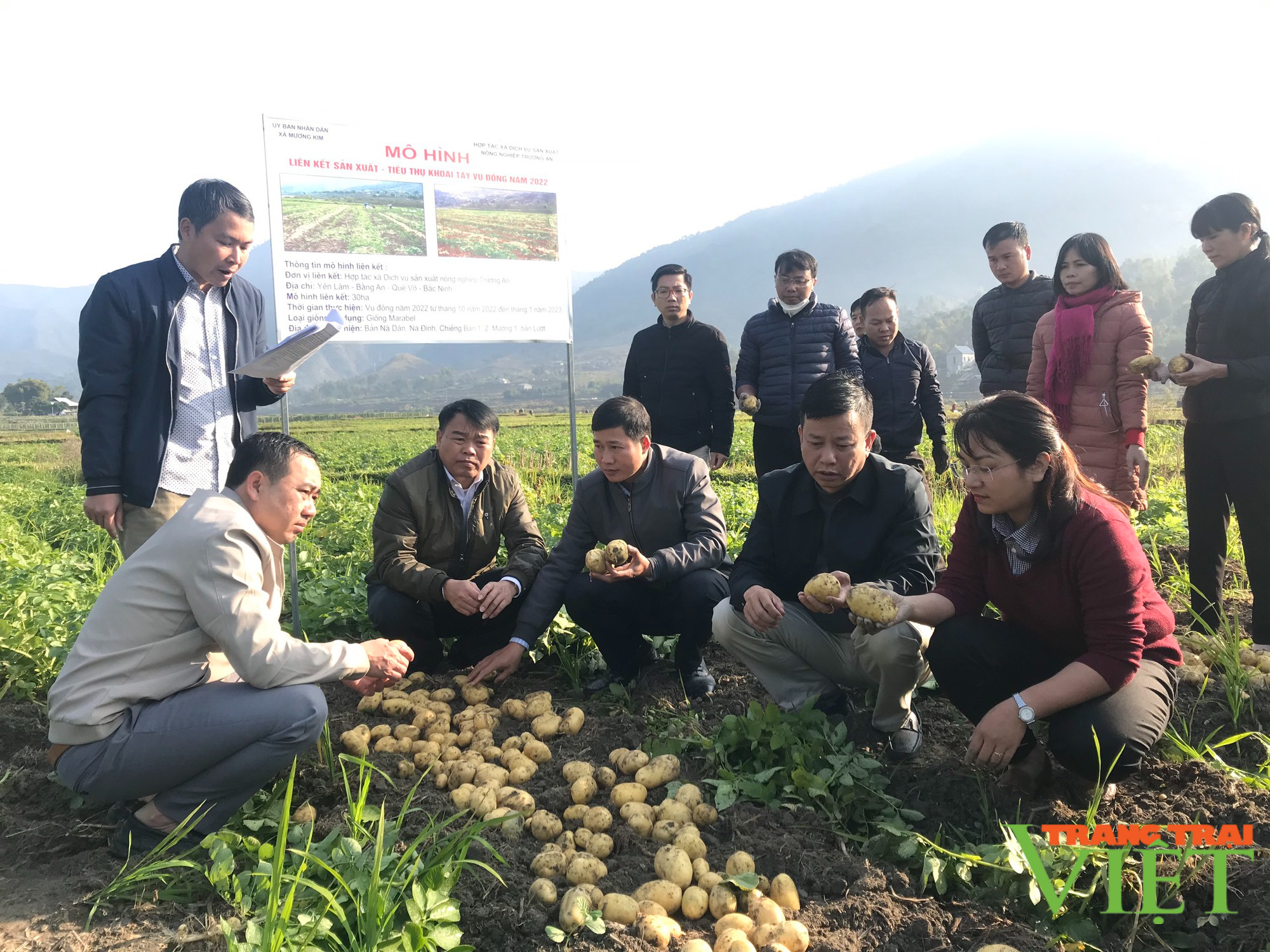 Hiệu quả mô hình liên kết sản xuất – tiêu thụ khoai tây vụ đông - Ảnh 2. Hiệu quả mô hình liên kết sản xuất – tiêu thụ khoai tây vụ đông - Ảnh 2.