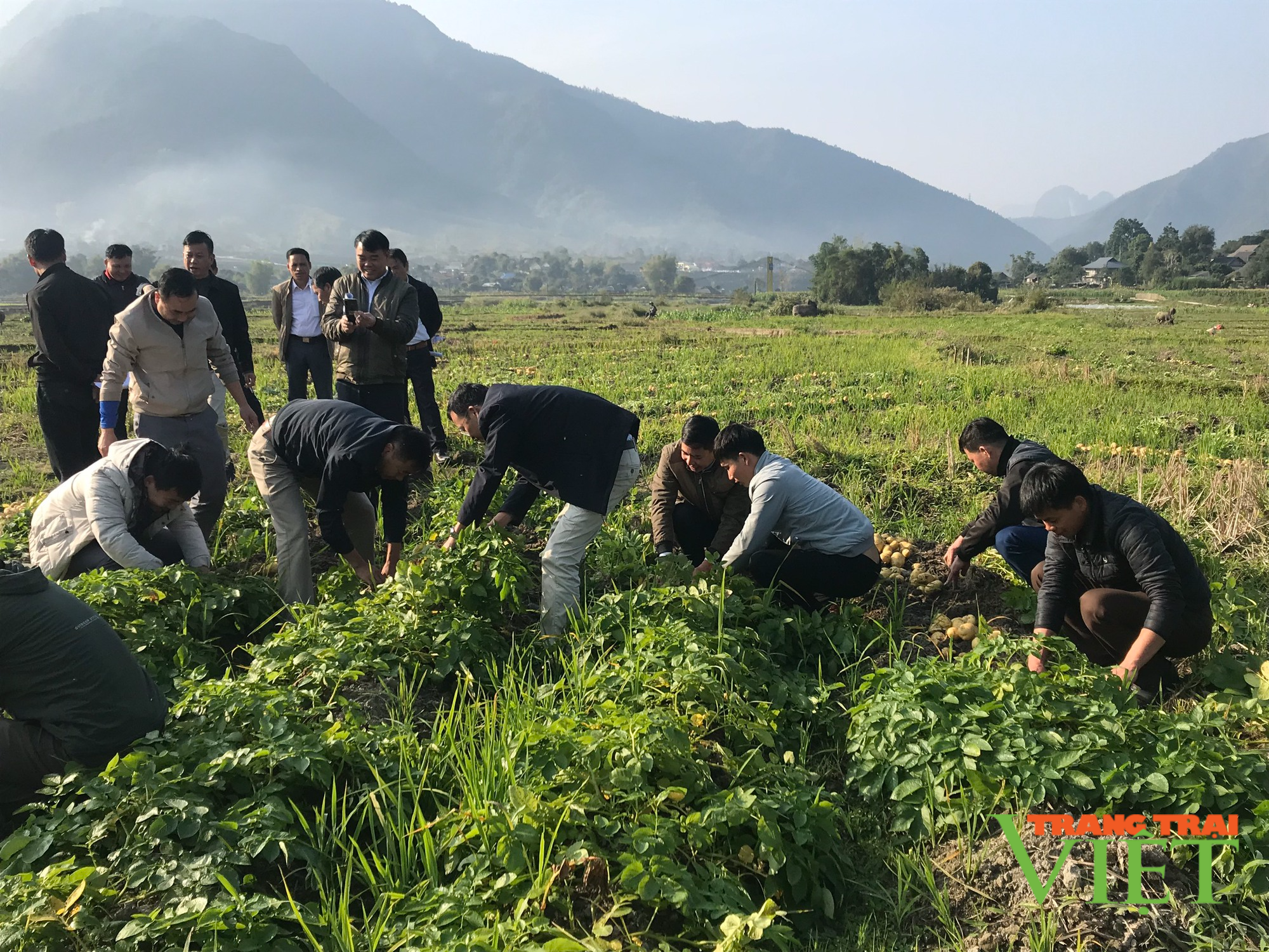 Hiệu quả mô hình liên kết sản xuất – tiêu thụ khoai tây vụ đông - Ảnh 3. Hiệu quả mô hình liên kết sản xuất – tiêu thụ khoai tây vụ đông - Ảnh 3.