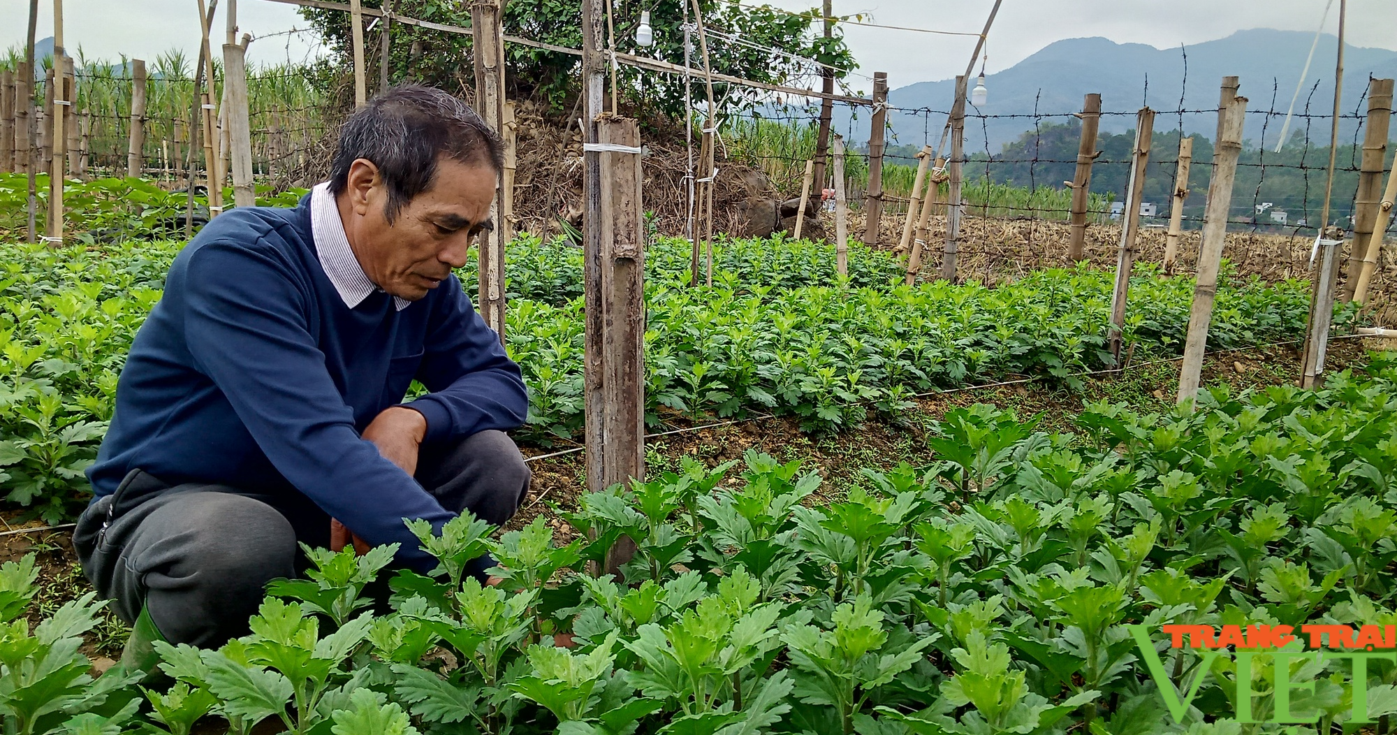 Nông dân chăm hoa phục vũ Tết cho thu nhập cao - Ảnh 3.