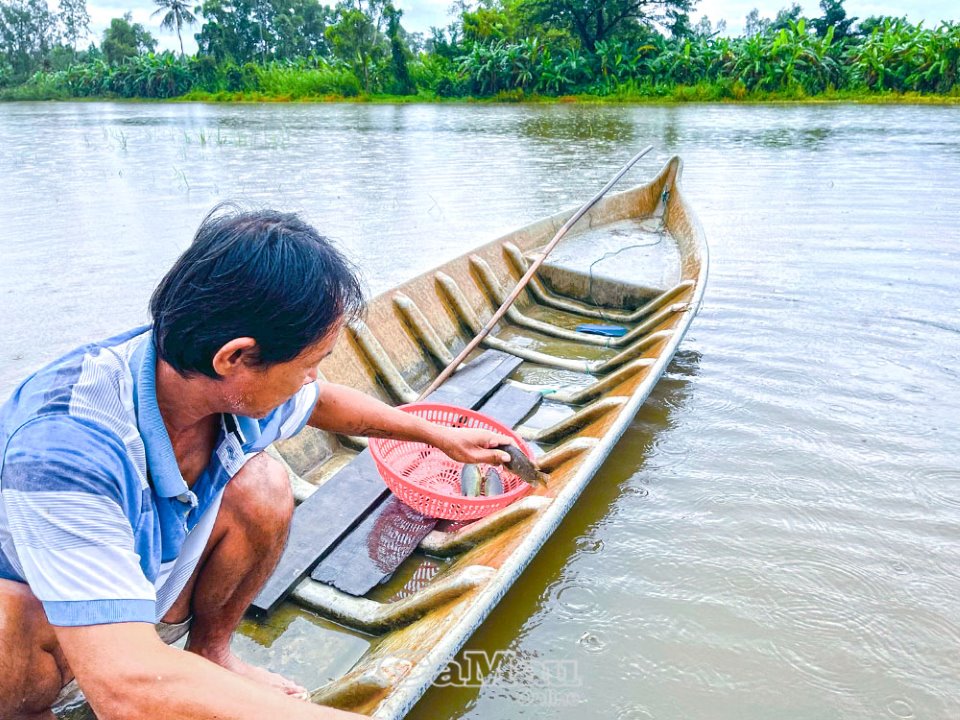 Vì sao ở Cà Mau dân bắt được nhiều cá rô đồng nhất là vào sáng sớm hoặc chiều tối? - Ảnh 2.
