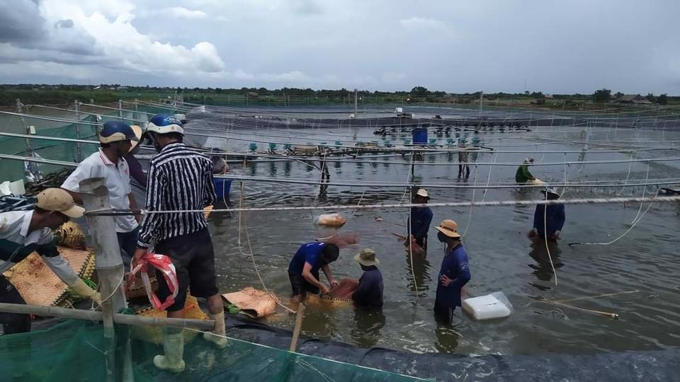 Nuôi tôm – Mũi nhọn để xuất khẩu Cà Mau đột phá - Ảnh 3. Nuôi tôm – Mũi nhọn để xuất khẩu Cà Mau đột phá - Ảnh 3.