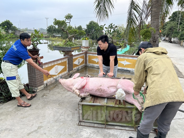 Đụng lợn ăn Tết - Ảnh 3.