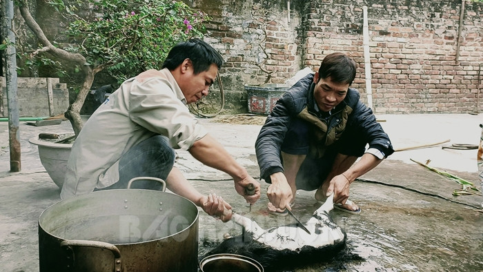 Đụng lợn ăn Tết - Ảnh 4.