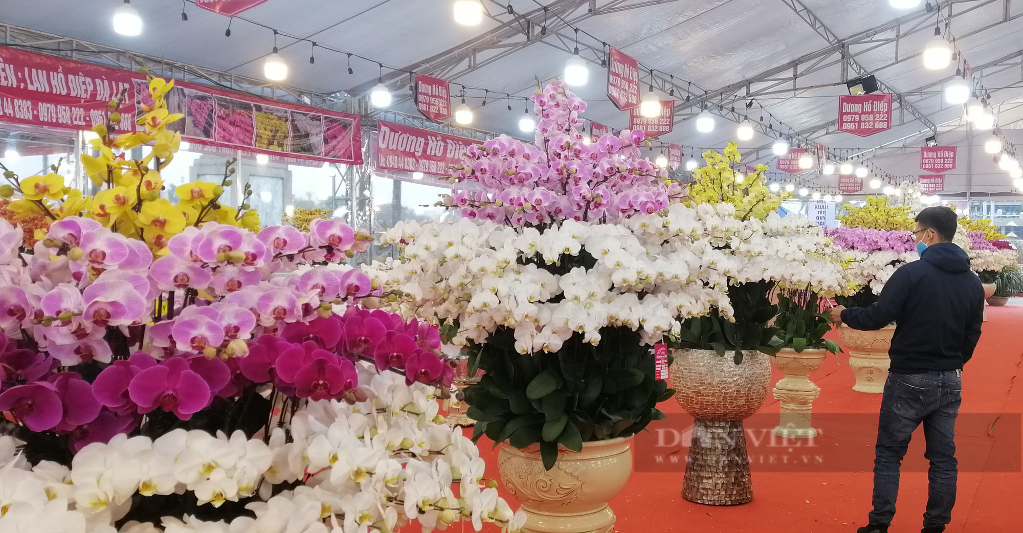 Chậu lan hồ điệp &quot;khủng&quot; hút hồn người dân Thủ đô - Ảnh 2.