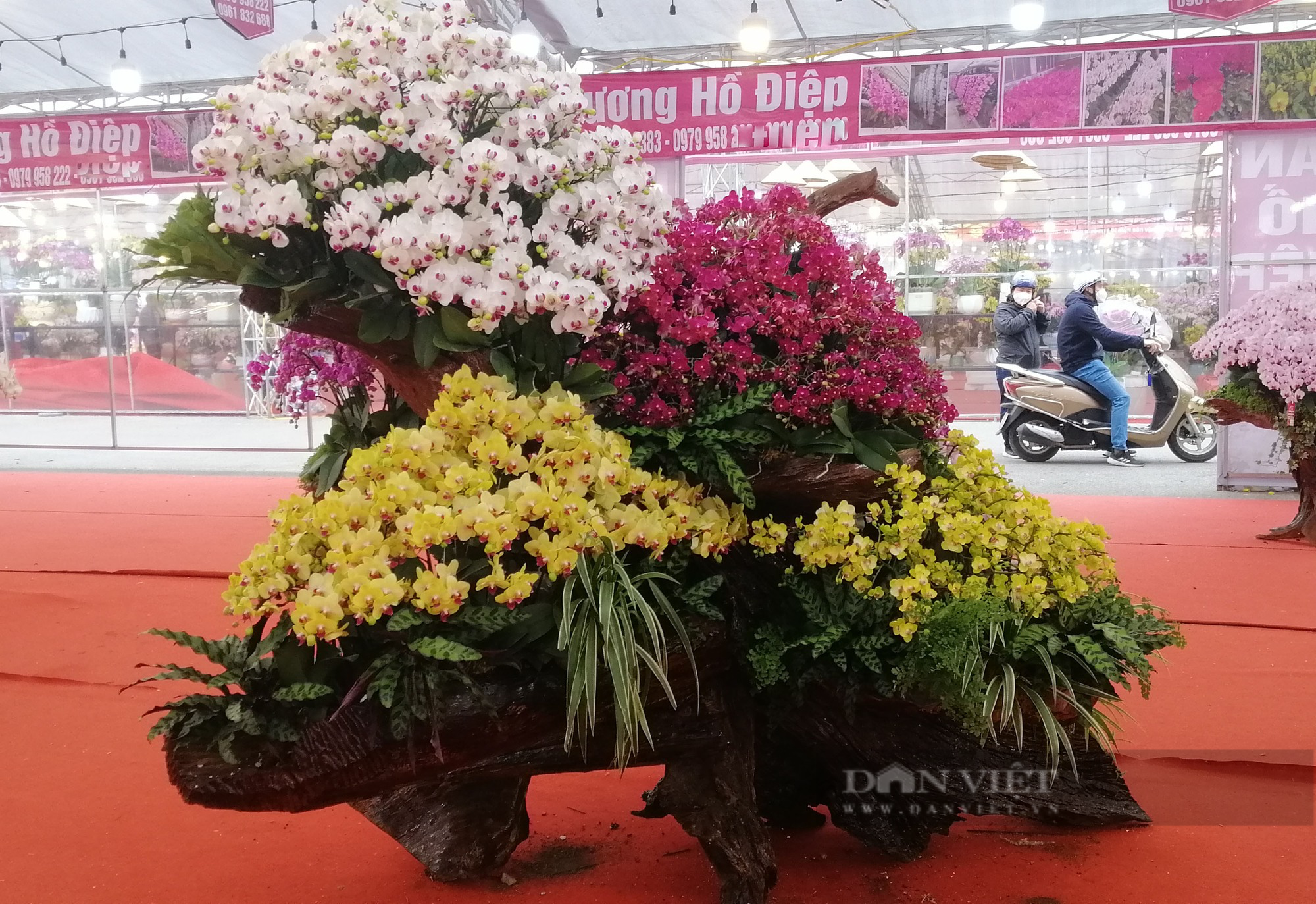 Ngắm chậu lan hồ điệp &quot;khủng&quot; hút hồn người dân Thủ đô - Ảnh 3.