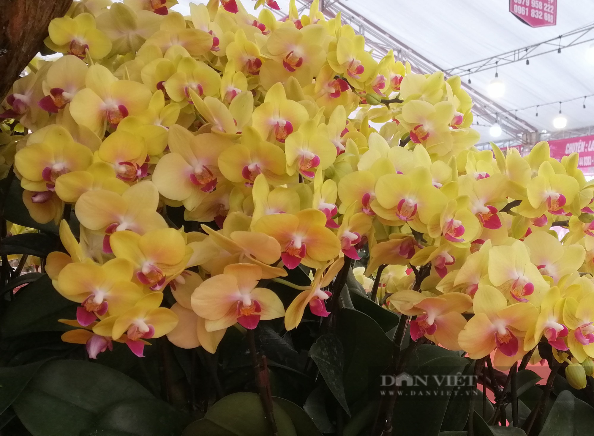 Ngắm chậu lan hồ điệp &quot;khủng&quot; hút hồn người dân Thủ đô - Ảnh 5.