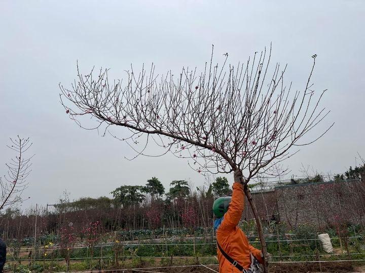 đào tết 