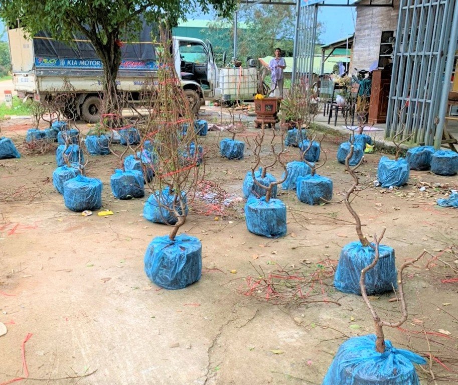 Hoa lay ơn chậm nở, chợ vắng người mua, nhiều nhà vườn Đắk Lắk ‘mất Tết’  - Ảnh 3.