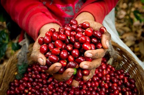 Arabica đảo chiều sụt giảm, giá cà phê trong nước ổn định - Ảnh 3.