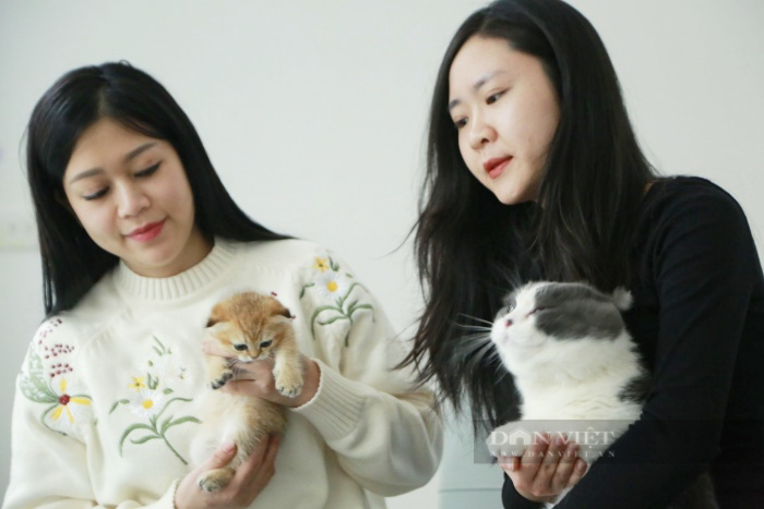 Nghề độc lạ: Chăm sóc và ngủ cùng mèo xuyên Tết kiếm bạc triệu mỗi ngày - Ảnh 2.