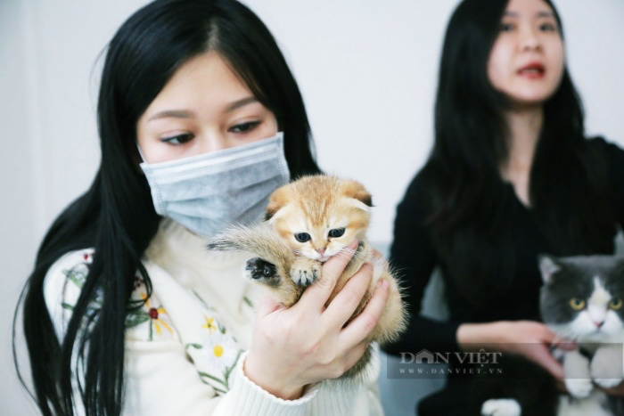 Nghề độc lạ: Chăm sóc và ngủ cùng mèo xuyên Tết kiếm bạc triệu mỗi ngày - Ảnh 3.