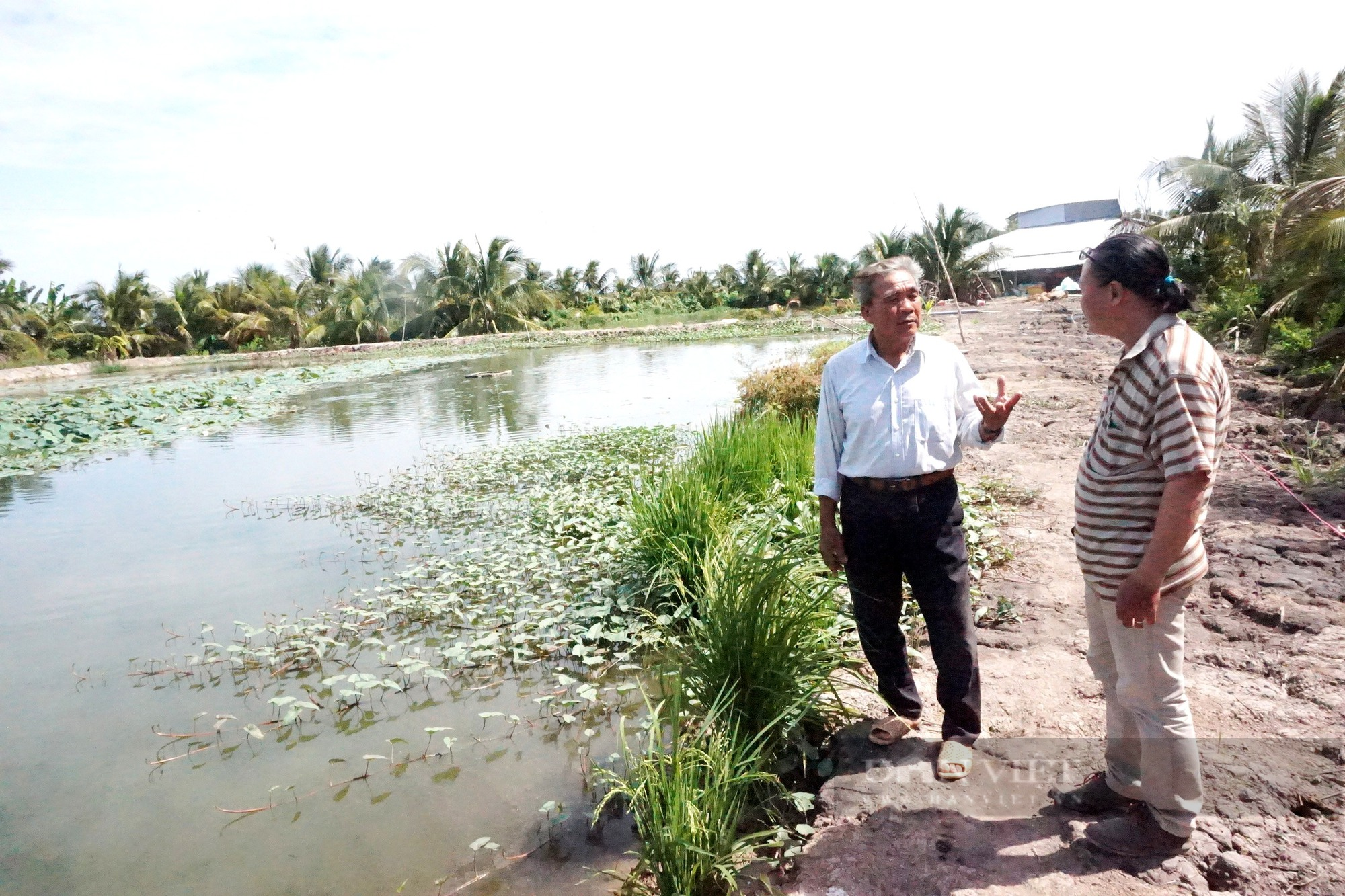 Đầu năm thăm đồng, điền chủ trồng lúa ở Đồng Tháp Mười hả hê cầm chắc tiền tỷ trong tay - Ảnh 1.