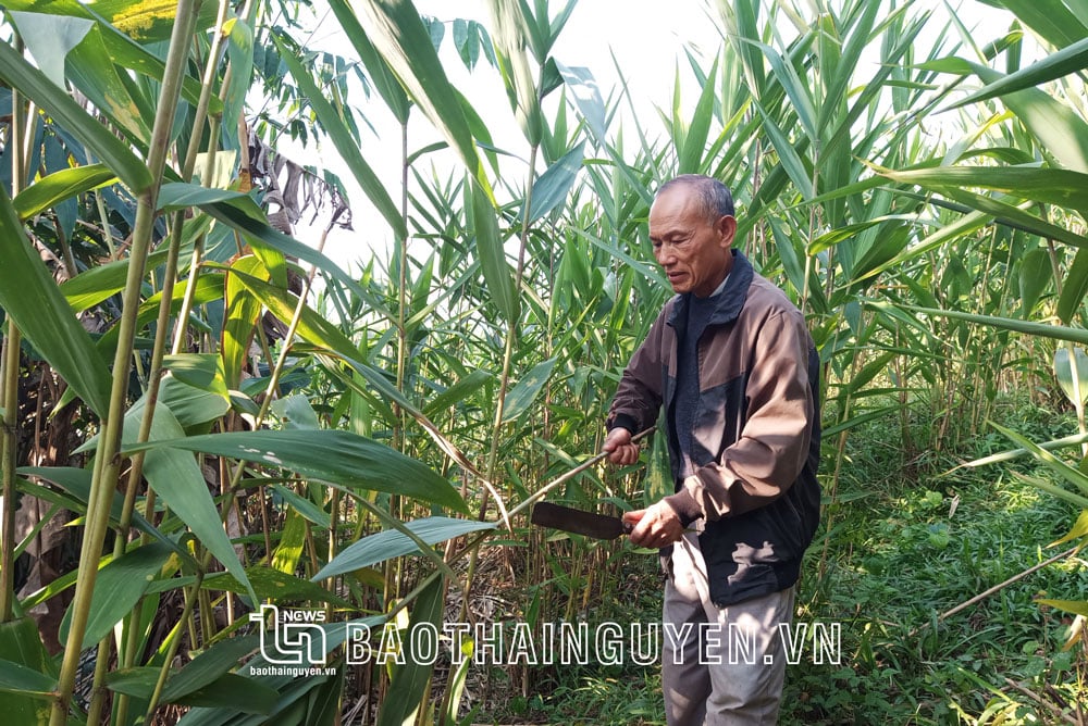 Bánh chưng lá chít - Ảnh 1.