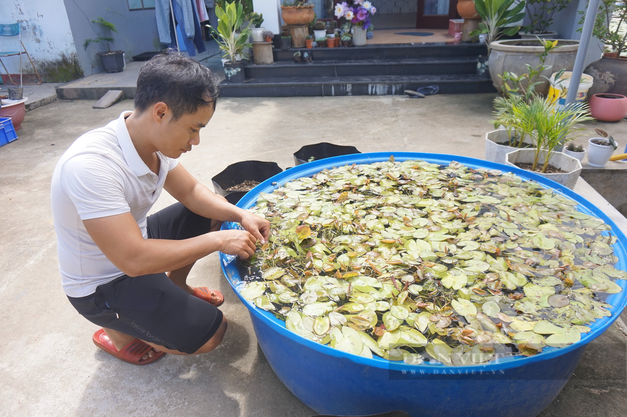 Trồng hoa súng để chơi, ai ngờ 9X xứ Quảng bỏ túi 30 triệu đồng mỗi tháng - Ảnh 6.