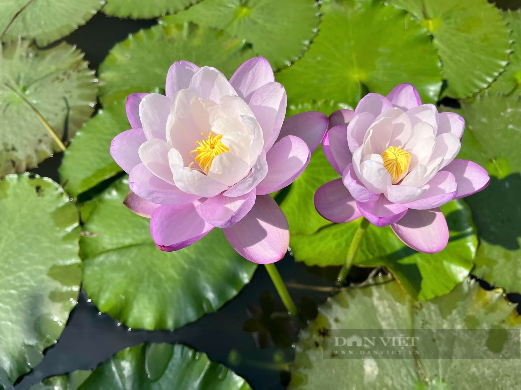 Trồng hoa súng để chơi, ai ngờ 9X xứ Quảng bỏ túi 30 triệu đồng mỗi tháng - Ảnh 7.