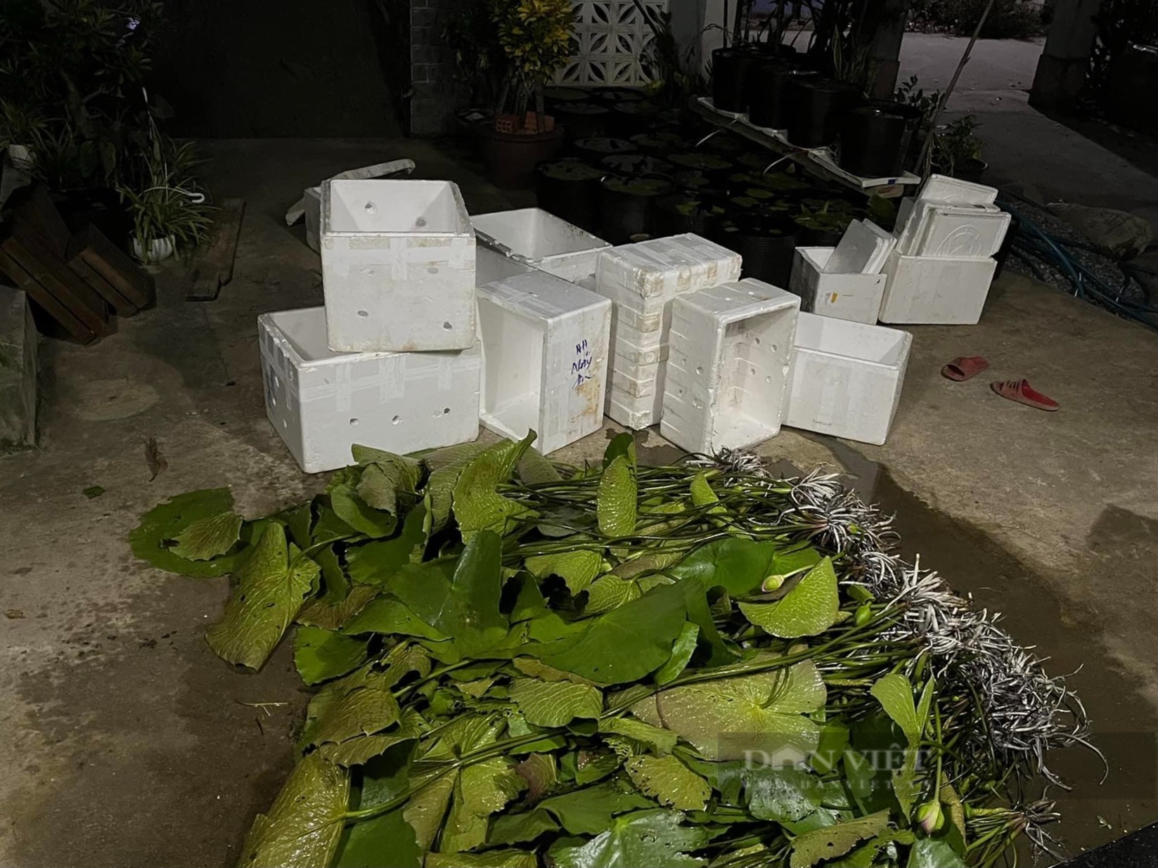 Trồng hoa súng để chơi, ai ngờ 9X xứ Quảng bỏ túi 30 triệu đồng mỗi tháng - Ảnh 8.