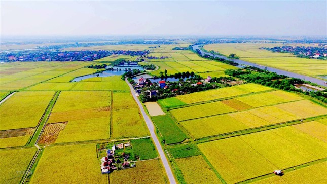 Điểm mới về quản lý, sử dụng đất lúa từ năm 2023 cần biết - Ảnh 2.
