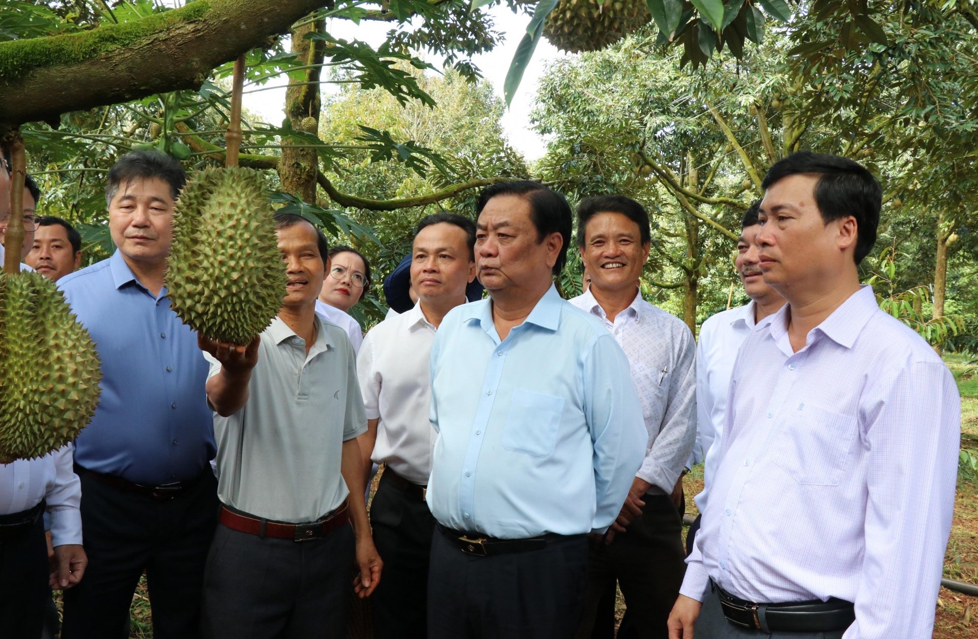 Những khu vườn trồng thứ cây gì mà ra trái quá trời, nông dân thu tiền tỷ ở Tây Nguyên? - Ảnh 4.