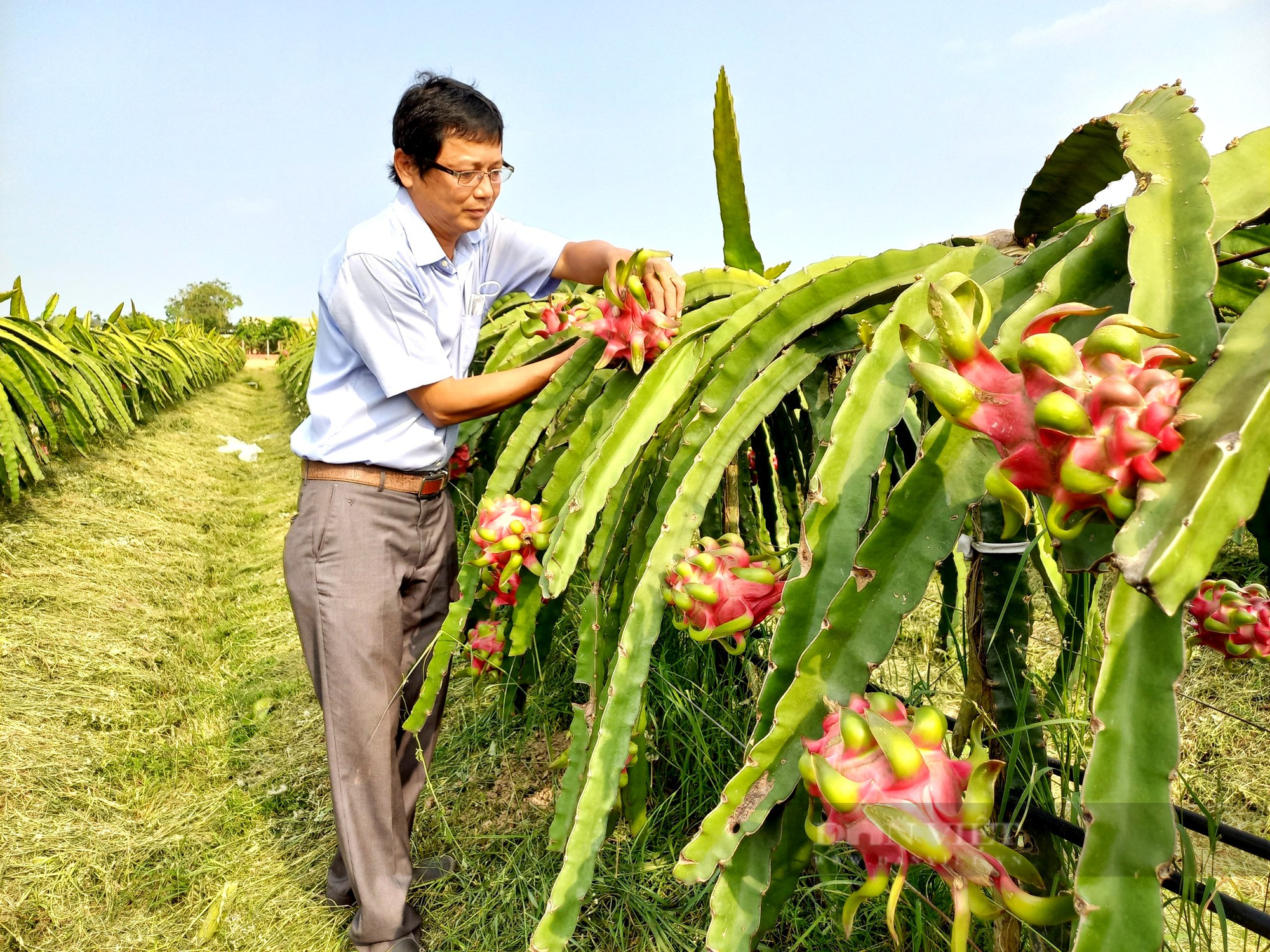 Giá thanh long tăng cao lập kịch trần mới, nông dân tiếc hùi hụi - Ảnh 3.
