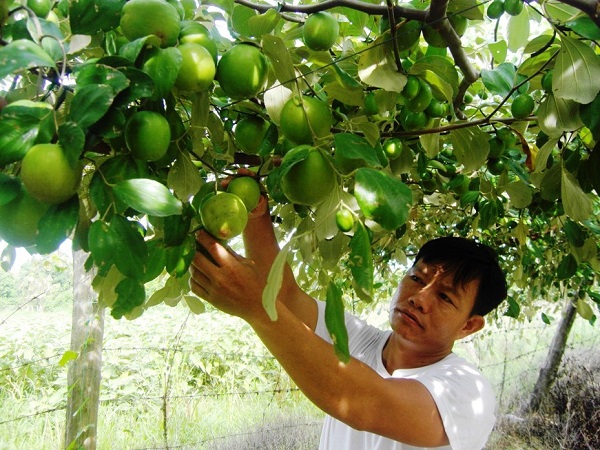 tan/ Giúp nông dân ứng dụng khoa học, tăng thu nhập - Ảnh 1.