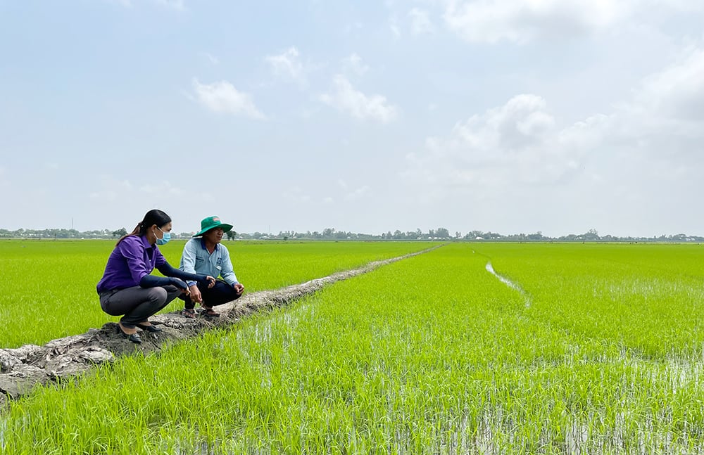 Nông dân Phú Tân ở tỉnh An Giang thi đua sản xuất - kinh doanh giỏi, xây dựng nông thôn mới - Ảnh 3.