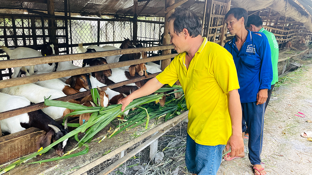 Nông dân Phú Tân ở tỉnh An Giang thi đua sản xuất - kinh doanh giỏi, xây dựng nông thôn mới - Ảnh 1.