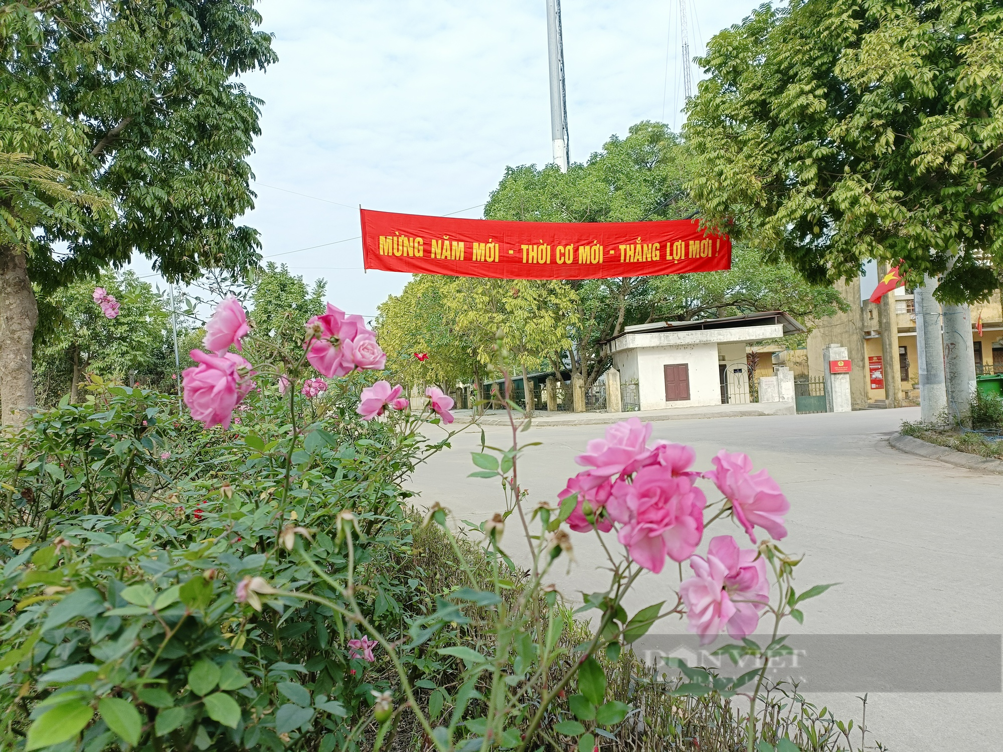 Đường hoa nông thôn mới đẹp mê hồn, rực rỡ sắc màu đầu xuân Quý Mão ở xã ngoại thành Hà Nội  - Ảnh 6.