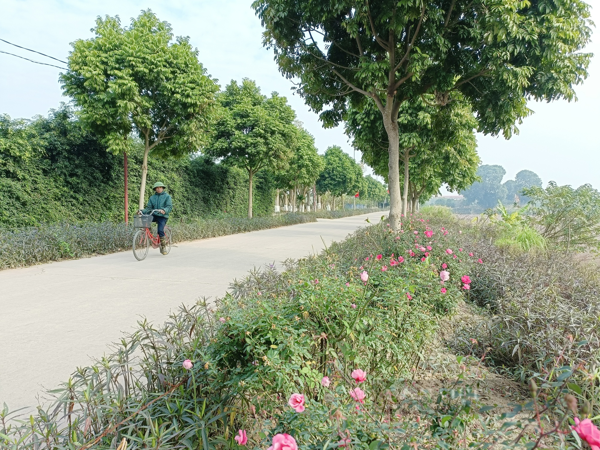 Đường hoa nông thôn mới đang nở rộ hoa dịp xuân Quý Mão ở ngoại thành Hà Nội, đến nơi là chụp ảnh  - Ảnh 1.