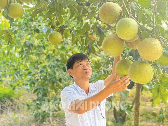 Bán vải, bưởi sang Trung Quốc, Nga, Canada, nông dân xã này của Hải Dương thu nhập 61 triệu đồng/người/năm - Ảnh 1.