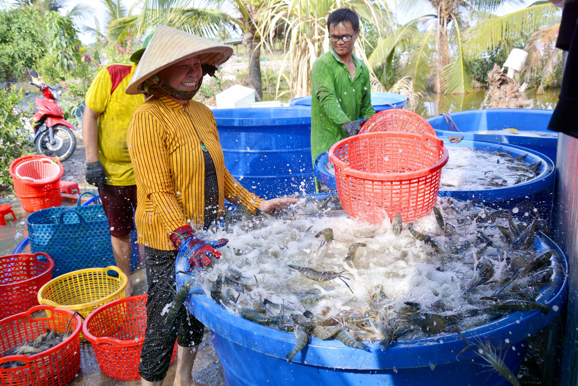 Thủy sản Việt Nam nhiều cơ hội ở thị trường Mỹ, Trung Quốc - Ảnh 1.