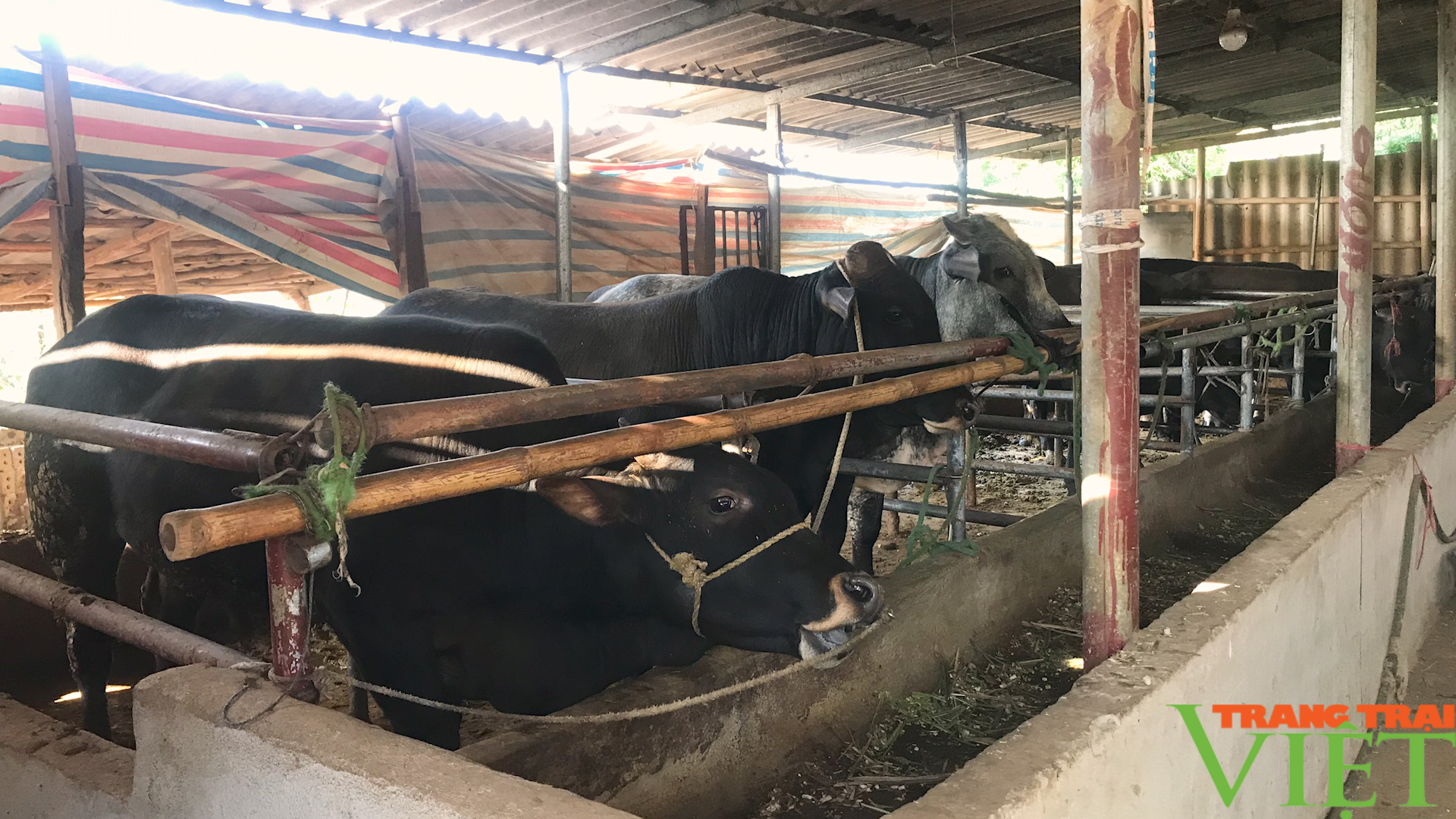 Nông dân vùng cao thay đổi tư duy làm nông nghiệp - Ảnh 5. Nông dân vùng cao thay đổi tư duy làm nông nghiệp - Ảnh 5.