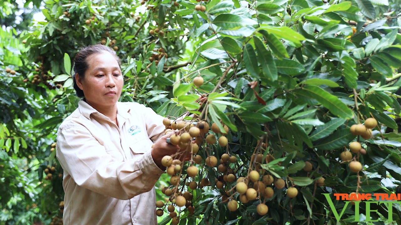 Nông dân vùng cao thay đổi tư duy làm nông nghiệp - Ảnh 6. Nông dân vùng cao thay đổi tư duy làm nông nghiệp - Ảnh 6.