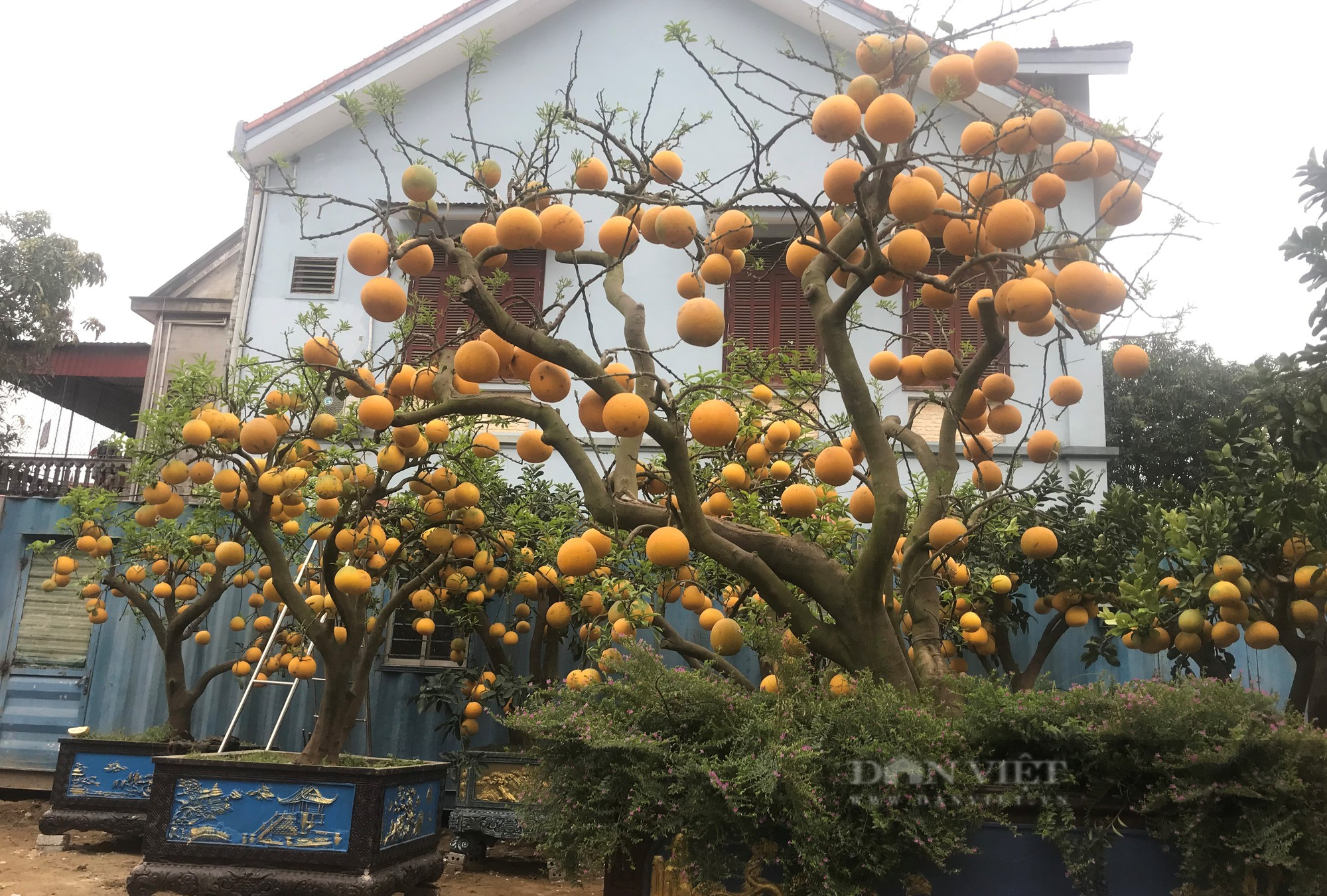 Loại cây cảnh trĩu quả, các nhà vườn lại cắt hết lá mới mang xuống phố bán Tết với giá trăm triệu - Ảnh 4.