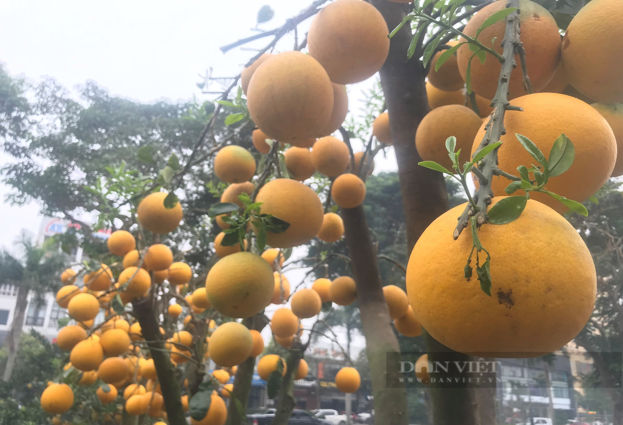 Loại cây cảnh trĩu quả, các nhà vườn lại cắt hết lá mới mang xuống phố bán Tết với giá trăm triệu - Ảnh 5.