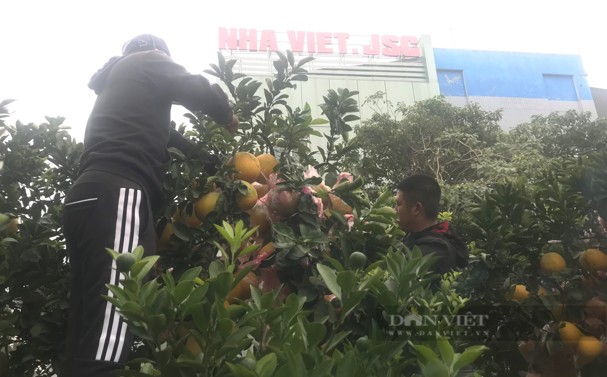 Loại cây cảnh trĩu quả, các nhà vườn lại cắt hết lá mới mang xuống phố bán Tết với giá trăm triệu - Ảnh 8.